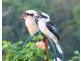 Cooroy QLD 4563
