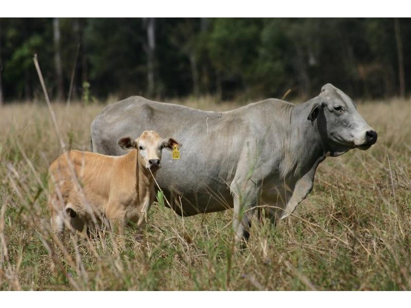 Lots 1-5,12,14 Bates Road, Cootharaba QLD 4565