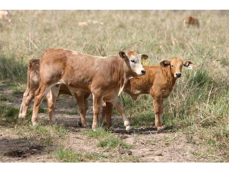 Lots 1-5,12,14 Bates Road, Cootharaba QLD 4565