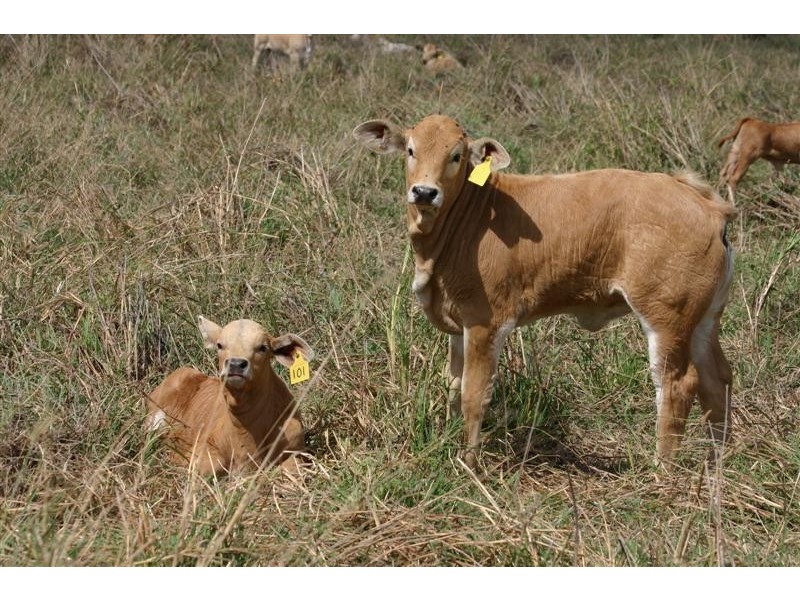 Lots 1-5,12,14 Bates Road, Cootharaba QLD 4565