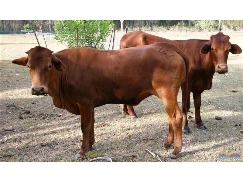 Lot 49 Illoura Place, Cooroibah QLD 4565