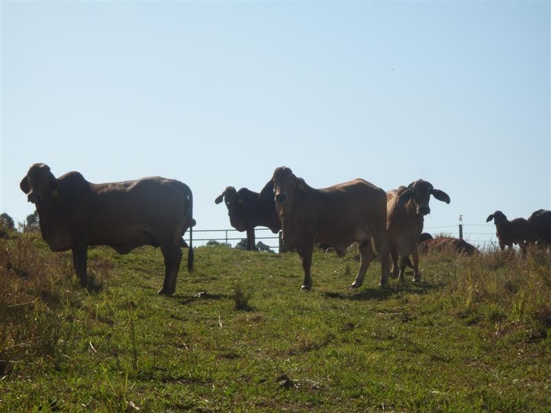 Lot 9 Happy Jack Creek Rd, Cooroy QLD 4563