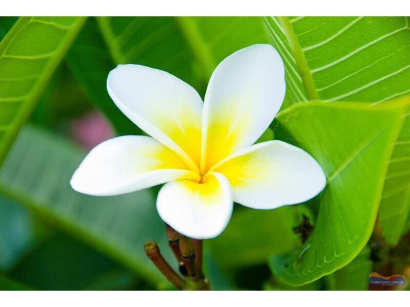 9 Elandra Tce, Pomona QLD 4568