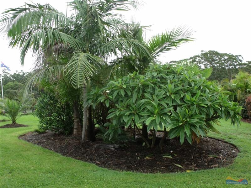 9 Elandra Tce, Pomona QLD 4568