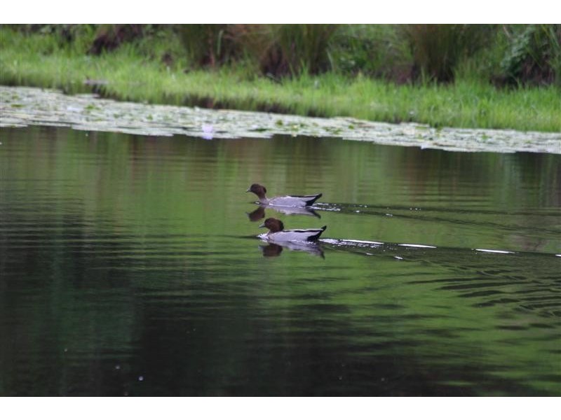 Lot 177 Cooroy Belli Creek Road, Cooroy QLD 4563