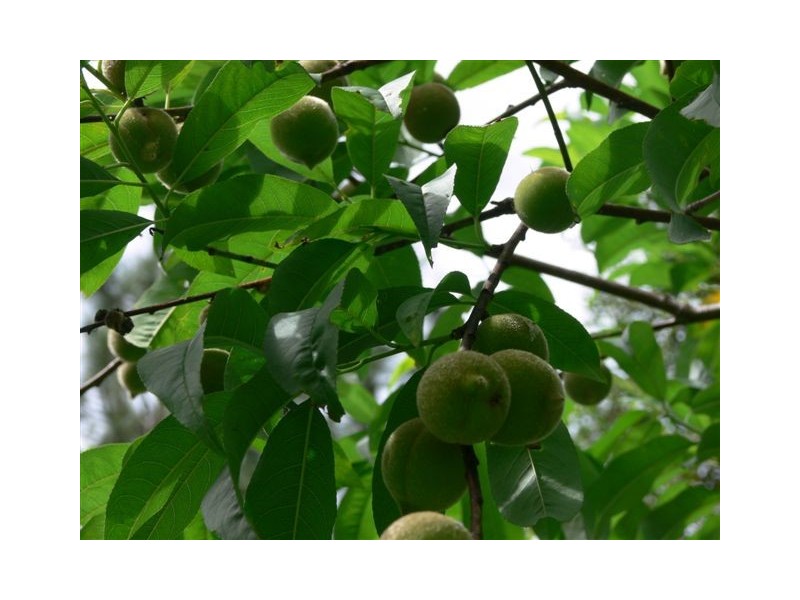 23 Tablelands Rd, Cooran QLD 4569