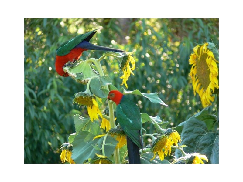 23 Tablelands Rd, Cooran QLD 4569