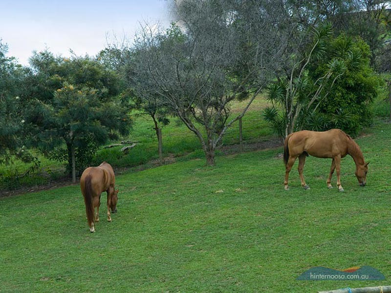 2 Risley Court, Cooran QLD 4569