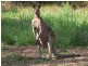 Lot 5, Hartford Park, Racehorse Lane, Lake Macdonald QLD 4563