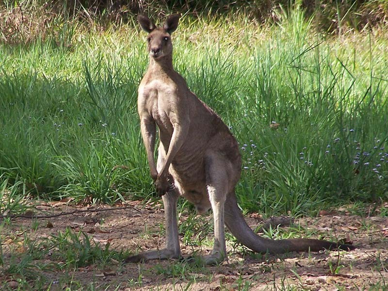 Lot 5, Hartford Park, Racehorse Lane, Lake Macdonald QLD 4563