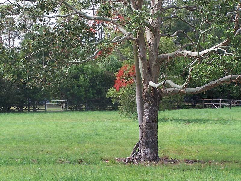 Lot 6, Hartford Park,  Racehorse Lane, Lake Macdonald QLD 4563