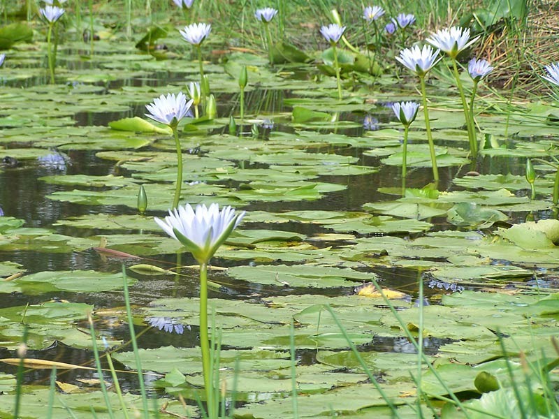 Lot 6, Hartford Park,  Racehorse Lane, Lake Macdonald QLD 4563