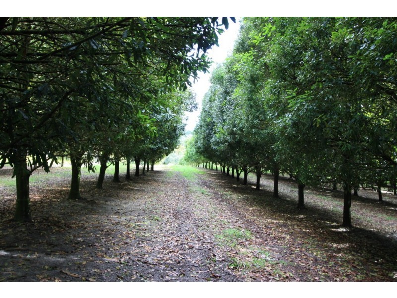 758 Louis Bazzo Drive, Ringtail Creek QLD 4565