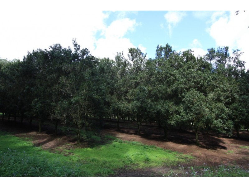 758 Louis Bazzo Drive, Ringtail Creek QLD 4565