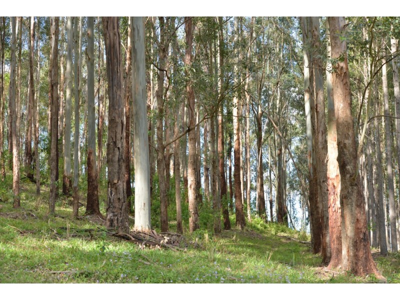 Lot 228 Simpsons Road, Cootharaba QLD 4565