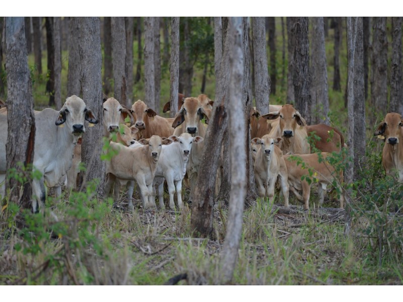 Lot 228 Simpsons Road, Cootharaba QLD 4565