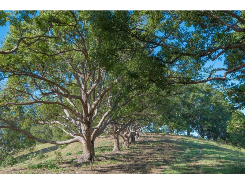 16 Palm Grove Road, Cooroy QLD 4563