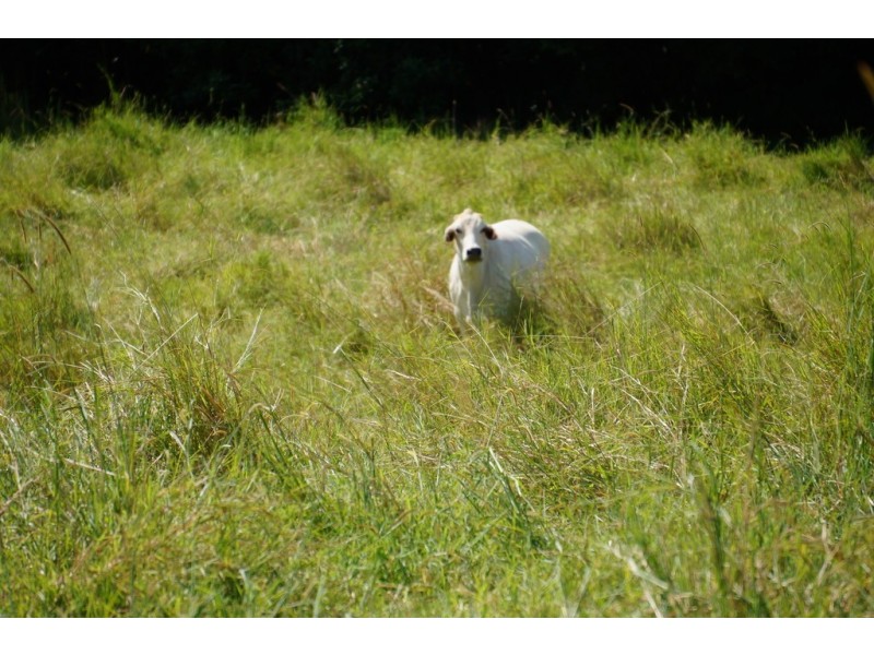 218 Cooroy Belli Creek Rd, Cooroy QLD 4563