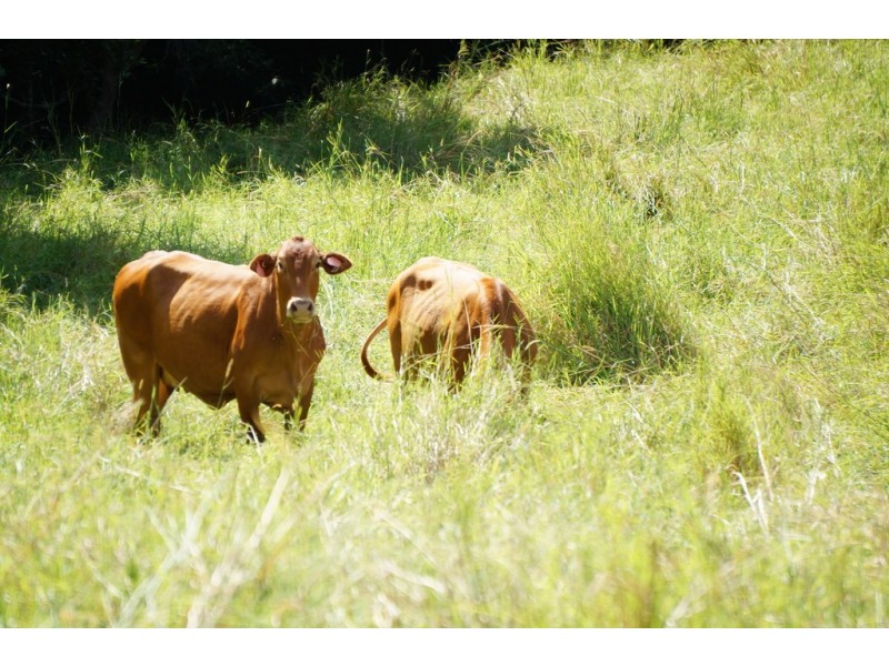 218 Cooroy Belli Creek Rd, Cooroy QLD 4563