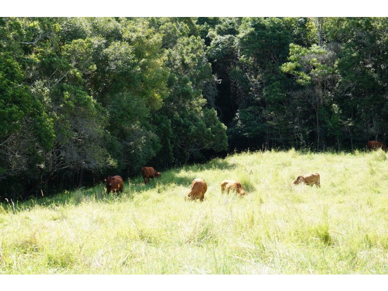 218 Cooroy Belli Creek Rd, Cooroy QLD 4563