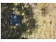 Lot 1, 7 Sale Street, Eumundi QLD 4562