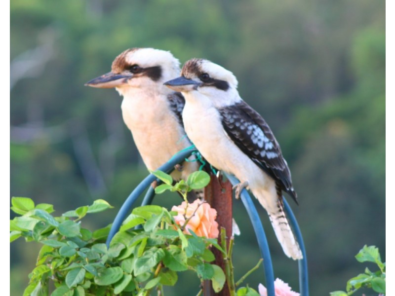 Lot 3 Lake MacDonald Dr, Cooroy QLD 4563