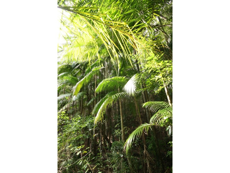 Lot 1 Brecon Cres, Buderim QLD 4556