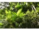 Lot 1 Brecon Cres, Buderim QLD 4556