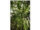 Lot 1 Brecon Cres, Buderim QLD 4556