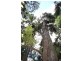 Lot 1 Brecon Cres, Buderim QLD 4556