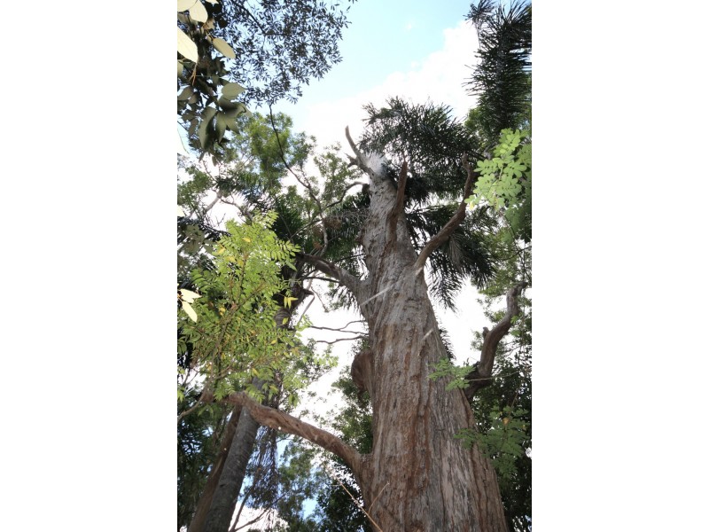 Lot 1 Brecon Cres, Buderim QLD 4556