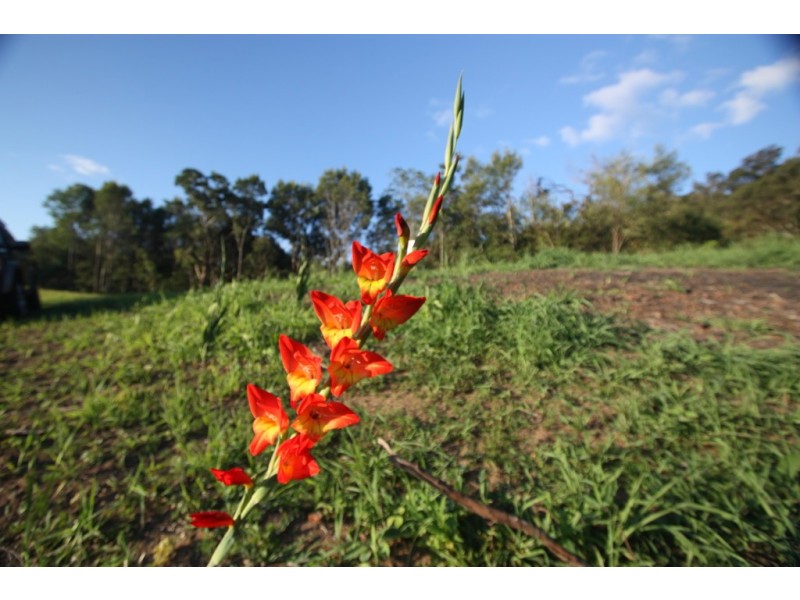 proposed Lot 4 Jocelyn Dr, Eumundi QLD 4562