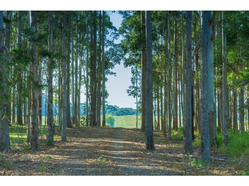 163 Seib Rd, Eumundi QLD 4562