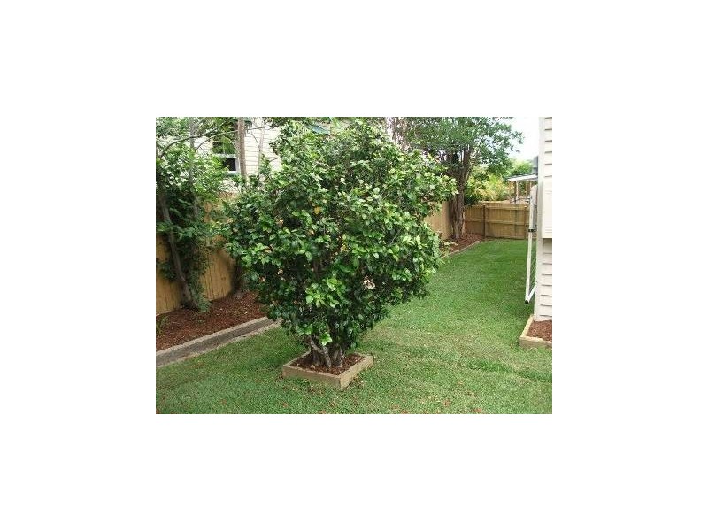 47 FIFTH AVENUE, Kedron QLD 4031