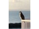 U60 Great Sandy Straits Marina Resort, Urangan QLD 4655
