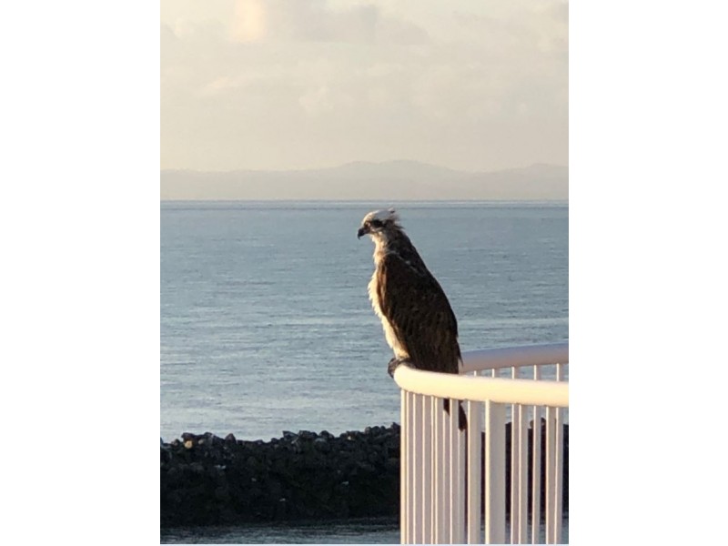 U60 Great Sandy Straits Marina Resort, Urangan QLD 4655