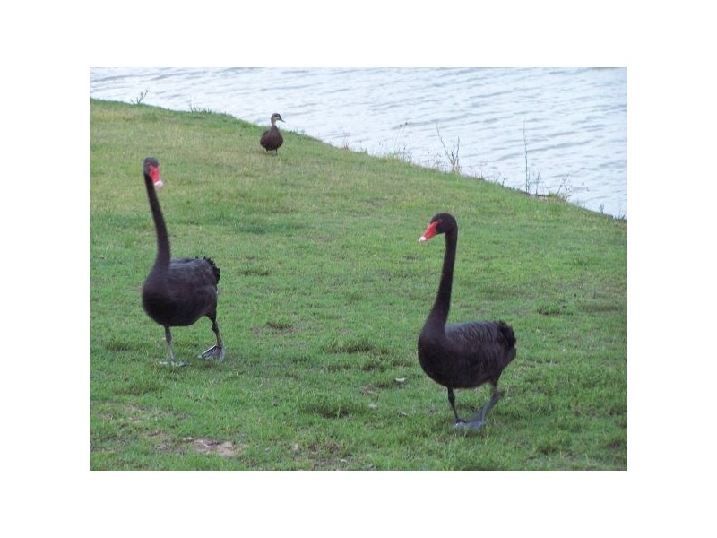 27 Yarrilee Cct, Urraween QLD 4655