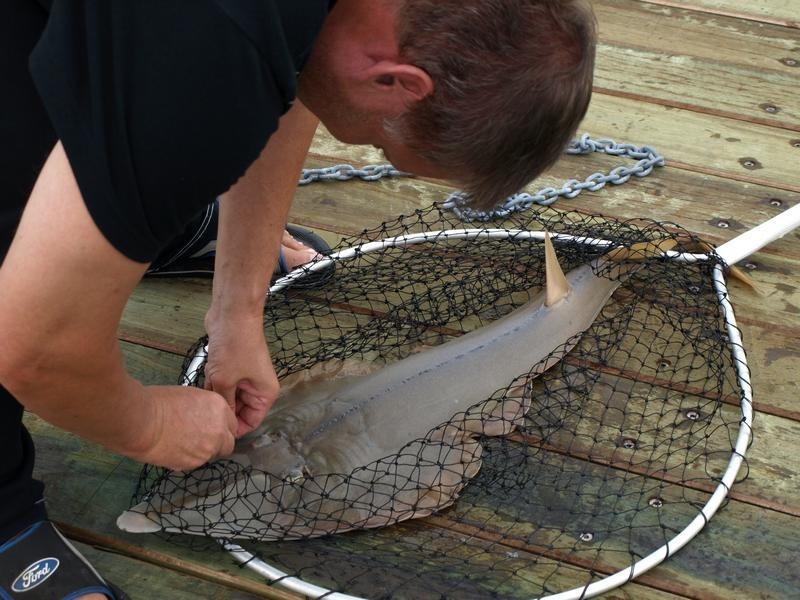 27 Pelican Avenue, Booral QLD 4655