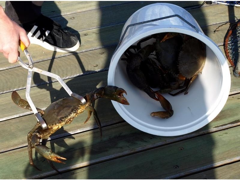 27 Pelican Avenue, Booral QLD 4655