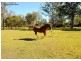 103 Moes Road, Walligan QLD 4655