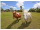 214 Condor Drive, Sunshine Acres QLD 4655