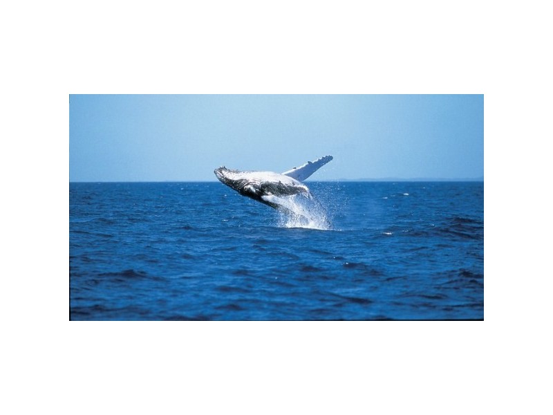 2 – 208 Elizabeth St, Urangan QLD 4655