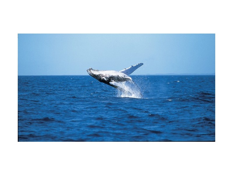 507 Boat harbour Drive, Torquay QLD 4655