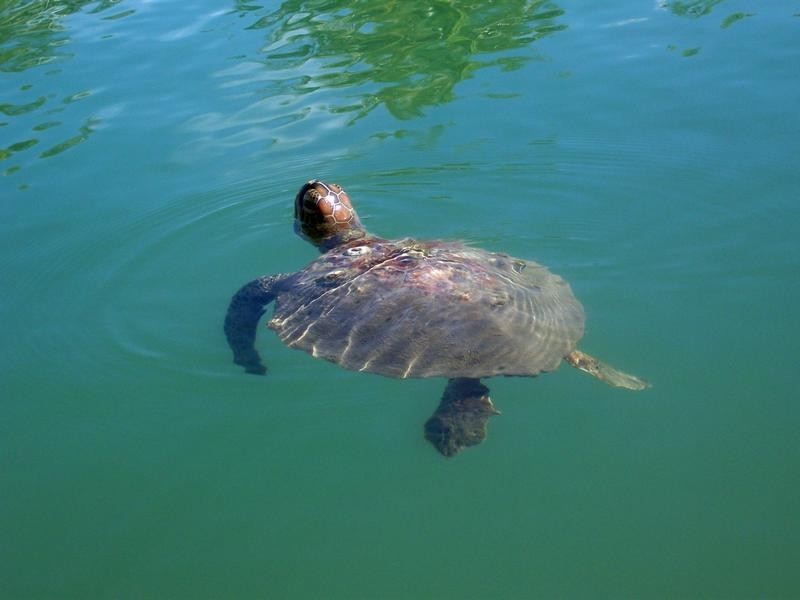 27 Pelican Avenue, Booral QLD 4655