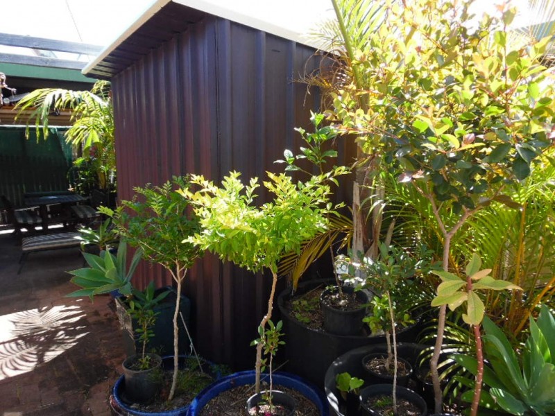 1/29 Neils Street, Pialba QLD 4655