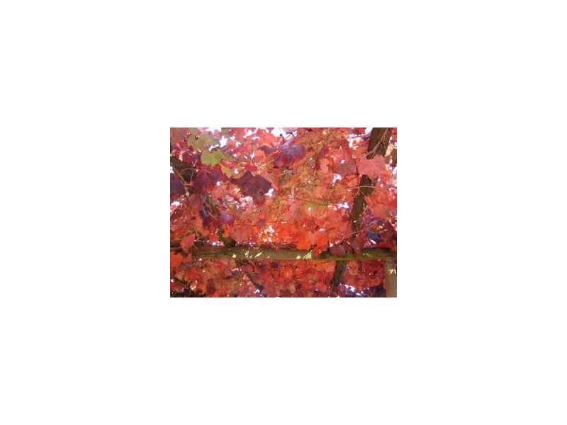 18 Casuarina Avenue, Surrey Downs SA 5126