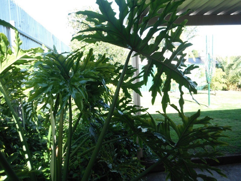 21 Allchurch Avenue, Redwood Park SA 5097