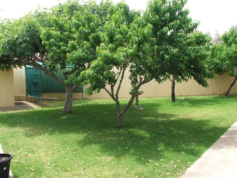 16 Armona Avenue, Para Vista SA 5093