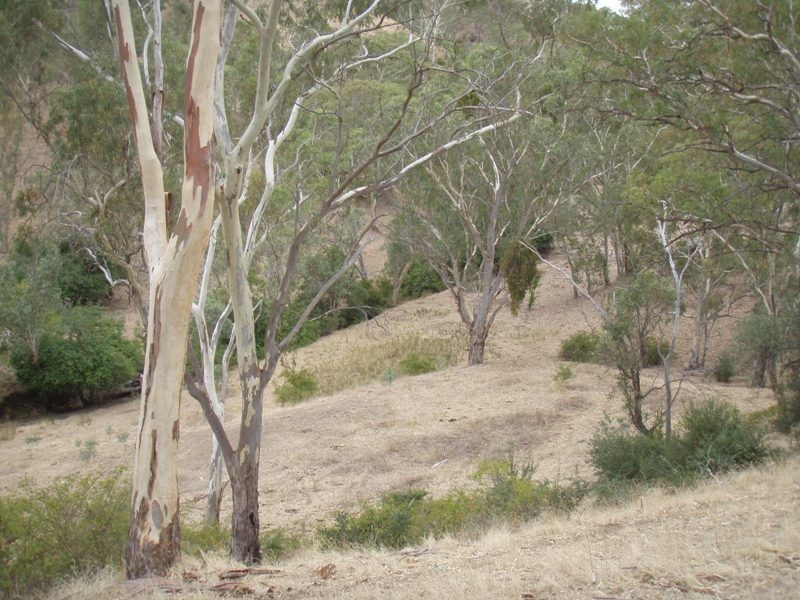 Lot 311 NE Taylors Road, One Tree Hill SA 5114