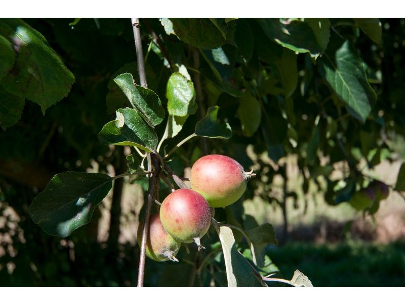 Lot 11 Mawson Road, Lenswood SA 5240